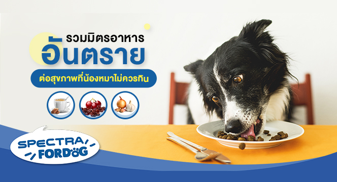 รวมมิตรอาหารอันตรายต่อสุขภาพที่น้องหมาไม่ควรกิน